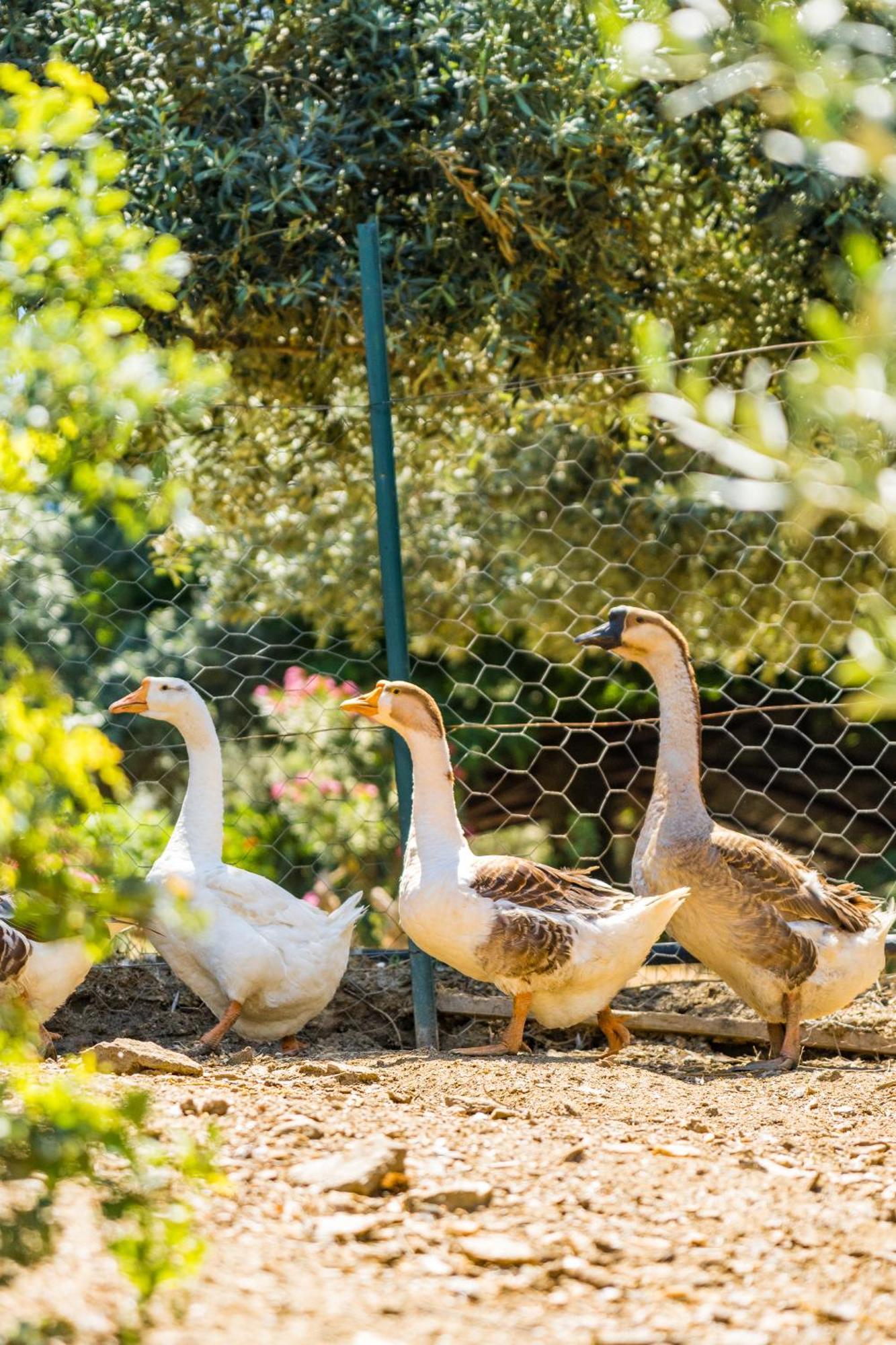 Gullu Konaklari Selçuk Extérieur photo